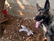 يافا: العثور على سلاح "كارلو" محلي الصنع خلال عملية تفتيش